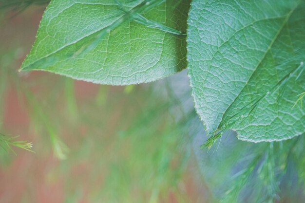 Zbliżenie strzał zieleni wielcy liście z zamazaną naturą