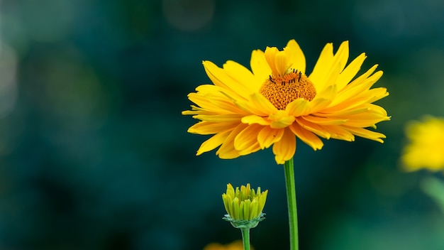 Zbliżenie strzał żółtego kwiatu Gaillardia