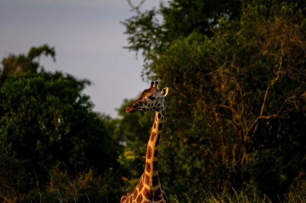 Zbliżenie strzał żyrafa blisko drzew i zamazanego naturalnego tła na słonecznym dniu