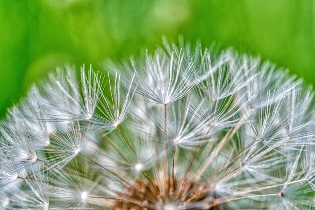 Zbliżenie strzelający dandelion ziarna