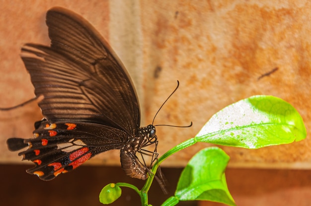 Zbliżenie strzelał brown motyl na zielonej roślinie