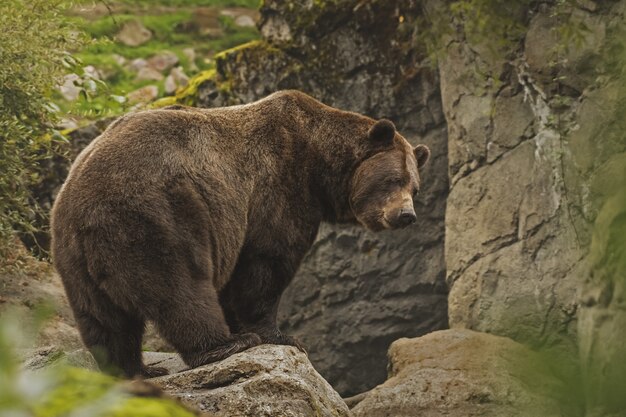 Zbliżenie strzelał grizzly niedźwiedź stoi na falezie