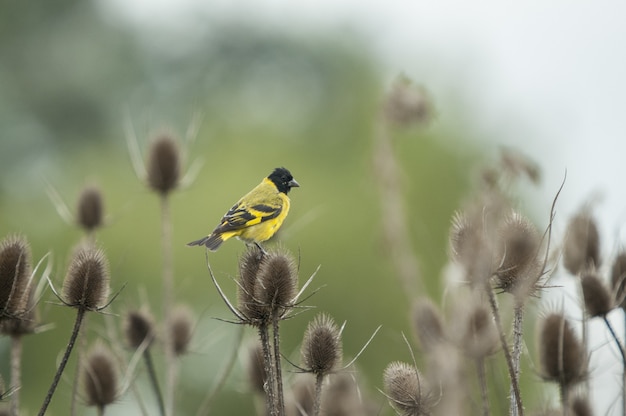 Zbliżenie strzelał pięknego Magnoliowego warbler ptasi obsiadanie na drapającej roślinie