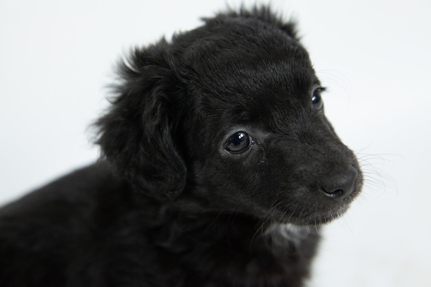 Zbliżenie strzelał śliczny czarny Flat-Coated Retriever pies z skromnym wyrazem twarzy