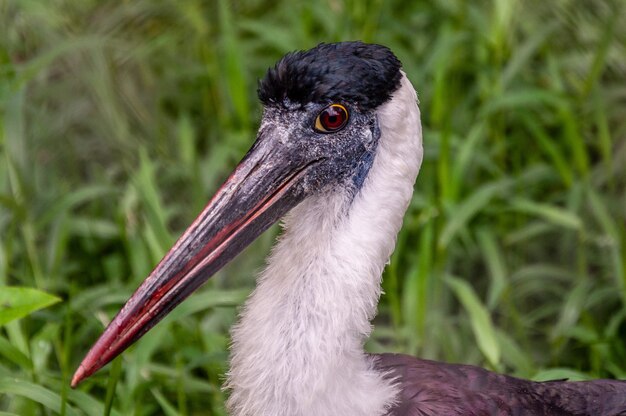 Zbliżenie strzelał spoonbill ptaka na zamazanym naturalnym tle