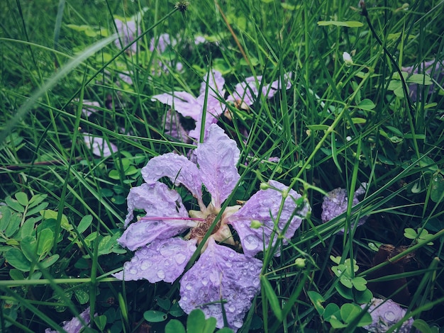 Zbliżenie suchych Barwinków objętych waterdrops na trawie w polu pod działaniem promieni słonecznych