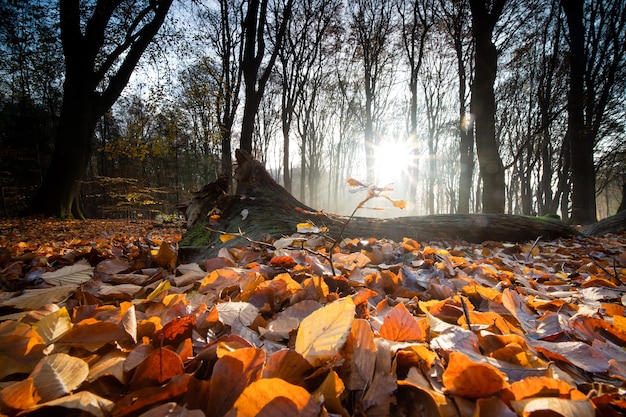 Bezpłatne zdjęcie zbliżenie suchych liści pokrywających ziemię w otoczeniu drzew w lesie jesienią