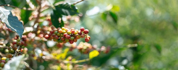 Bezpłatne zdjęcie zbliżenie świeżej organicznej kawy arabiki jagody dojrzewającej na plantacji drzew z miejscem na kopię świeża kawa czerwona jagoda oddział