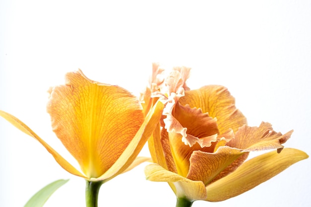 Zbliżenie Tajskiej Orchidei Na Rozmytym Tle Na Białym Tle