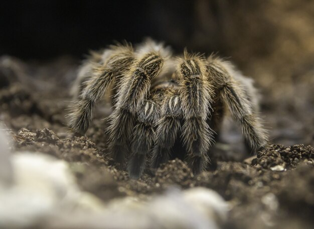 Zbliżenie tarantula na ziemi pod słońcem