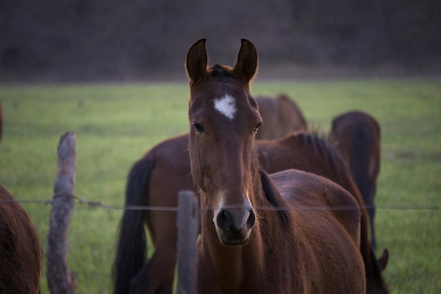 Zbliżenie twarzy pięknego peruwiańskiego konia na farmie