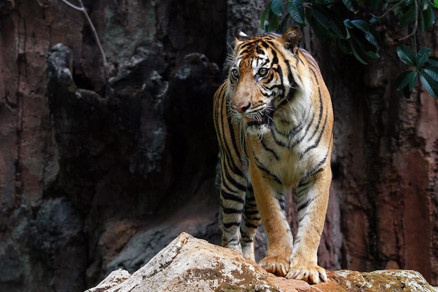 Zbliżenie twarzy tygrysa sumatrzańskiego
