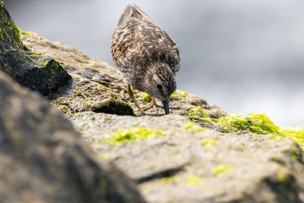 Zbliżenie ujęcie najmniejszego brodźca na skale nad oceanem, polującego na posiłek