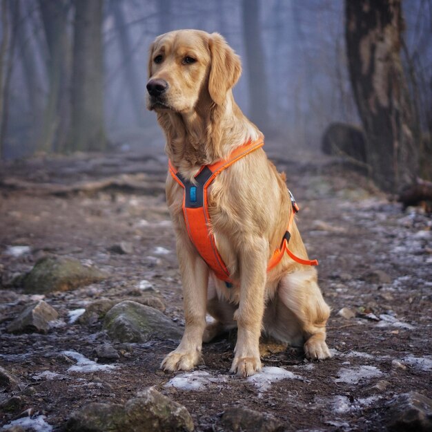 Zbliżenie uroczego golden retrievera w lesie w ciągu dnia