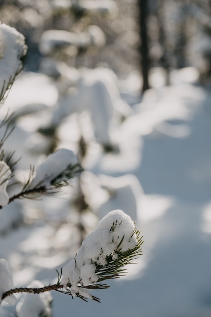 Zbliżenie Wiecznie Zielonych Liści Pokryte śniegiem W Słońcu Z Rozmytym Tłem