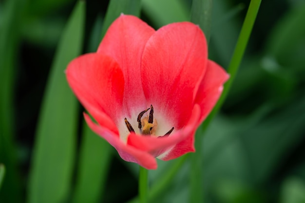 Bezpłatne zdjęcie zbliżenie wiosennego kwiatu różowego tulipana w ogrodzie