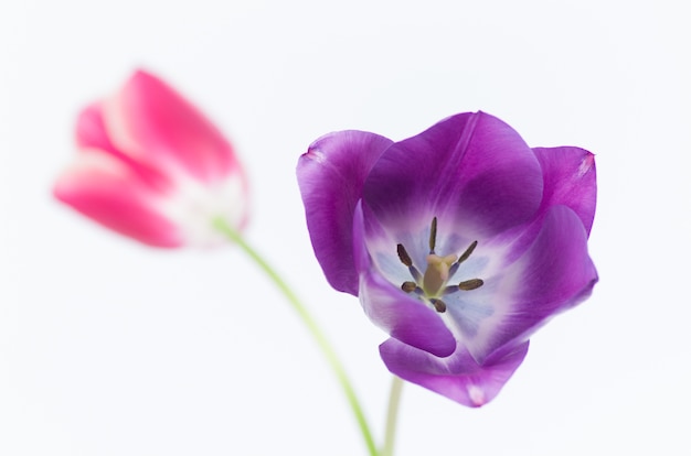 Zbliżenie z dwóch kolorowych kwiatów tulipanów na białym tle