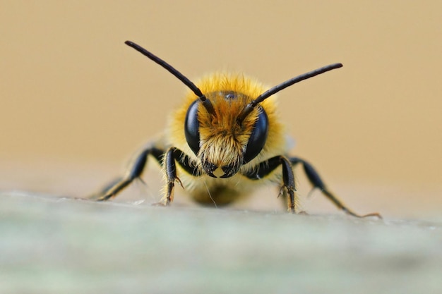 Zbliżenie z przodu na samca Jersey Mason Bee, Osmia niveata