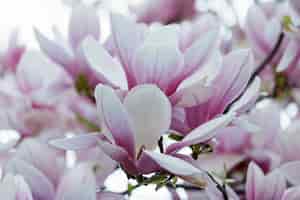 Bezpłatne zdjęcie zbliżenie z różowych kwiatów magnolii na drzewie z rozmytym