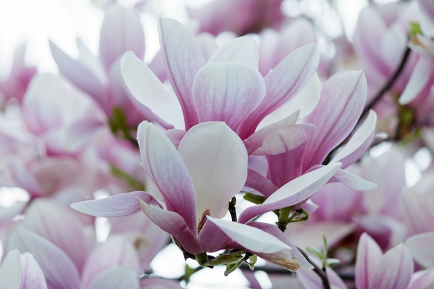 Zbliżenie z różowych kwiatów magnolii na drzewie z rozmytym