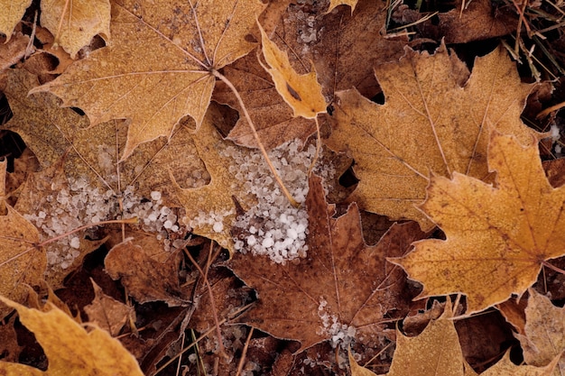 Zbliżenie zamarzniętych kropli rosy na żółtych liściach