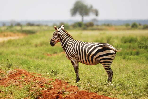 Zbliżenie zebry na użytkach zielonych Tsavo East National Park, Kenia, Afryka