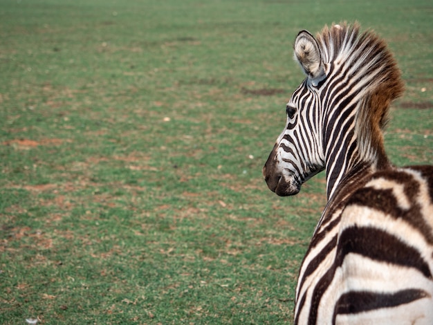 Zbliżenie Zebry W Zoo