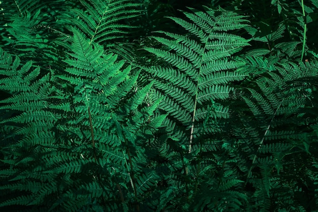 Zbliżenie zielonych paproci w ogrodzie botanicznym idealne naturalne tło z liści paproci kopiuje miejsce na tekst Pomysł na tło lub tapetę do prezentacji produktów ekologicznych lub kompozycji cyfrowej