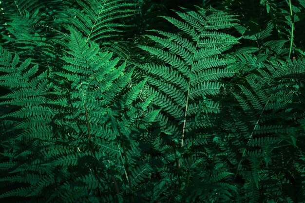 Zbliżenie zielonych paproci w ogrodzie botanicznym idealne naturalne tło z liści paproci kopiuje miejsce na tekst Pomysł na tło lub tapetę do prezentacji produktów ekologicznych lub kompozycji cyfrowej