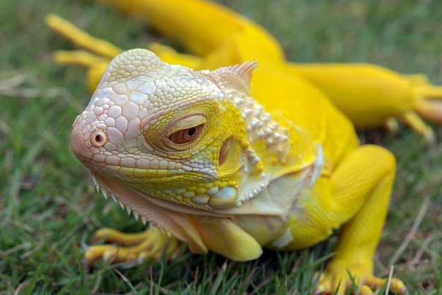 Zbliżenie żółty iguana albinos zbliżenie Albinoi iguana zbliżenie zwierzę zbliżenie