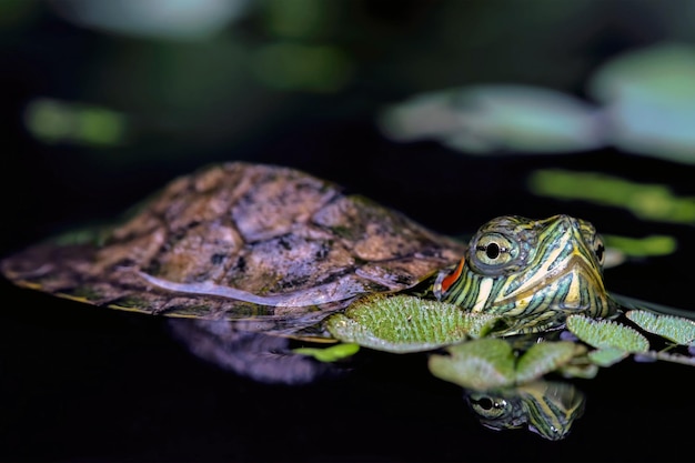 Zbliżenie żółwia brazylijskiego na odbiciu Zbliżenie żółwia brazylijskiego na wodzie