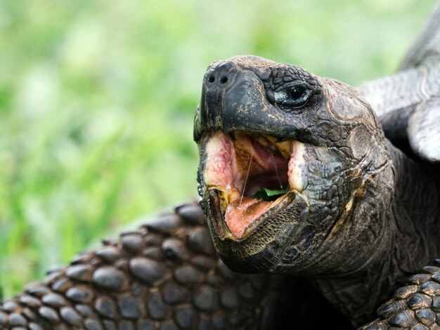 Zbliżenie żółwia Galapagos