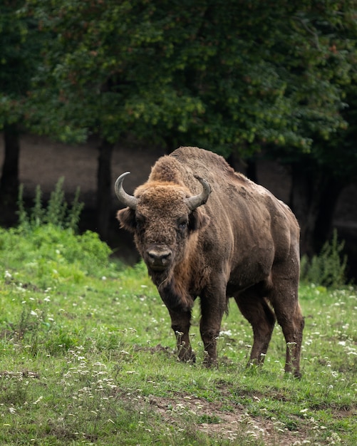 Zbliżenie żubra w rezerwacie Bison w Hunedoara, Rumunia