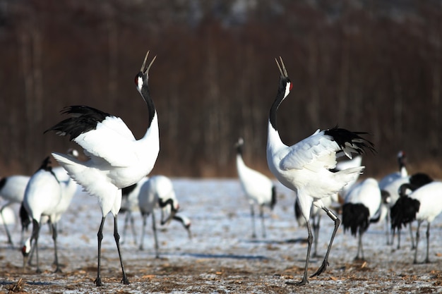 Zbliżenie żurawi czarnoszyich z otwartymi ustami w świetle słonecznym na Hokkaido w Japonii