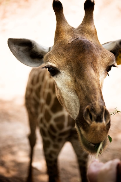 Zbliżenie żyrafa w zoo