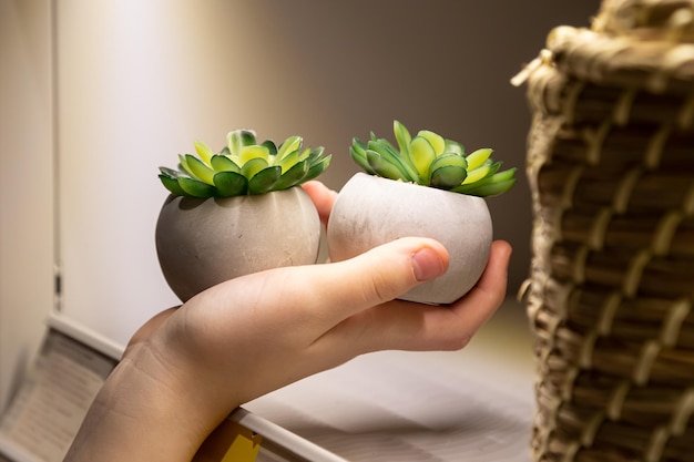 Bezpłatne zdjęcie zbliżone rośliny ozdobne do dekoracji domowej w ręku kobiety na wystawie sklepu