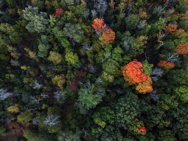 Zdjęcia lotnicze kolorowego jesiennego lasu