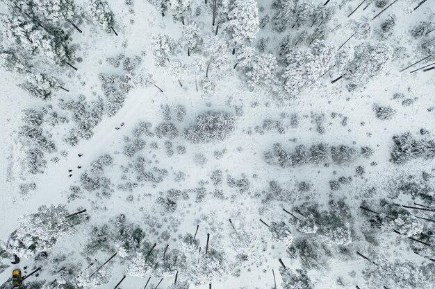 Zdjęcia lotnicze pięknego lasu całkowicie pokrytego śniegiem