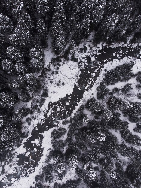 Zdjęcia lotnicze pięknych ośnieżonych sosen w lesie