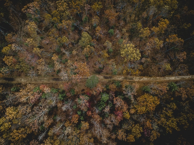 Zdjęcia lotnicze z drogi po środku lasu z żółtymi i zielonymi liśćmi drzew