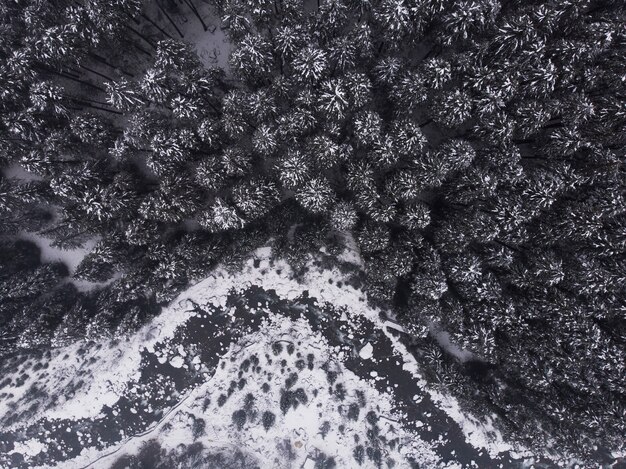 Zdjęcia lotnicze z pięknych sosnowych ośnieżonych drzew w lesie