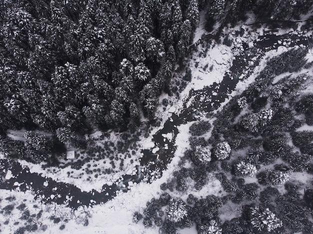 Zdjęcia lotnicze z pięknych sosnowych ośnieżonych drzew w lesie