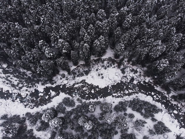 Zdjęcia lotnicze z pięknych sosnowych ośnieżonych drzew w lesie