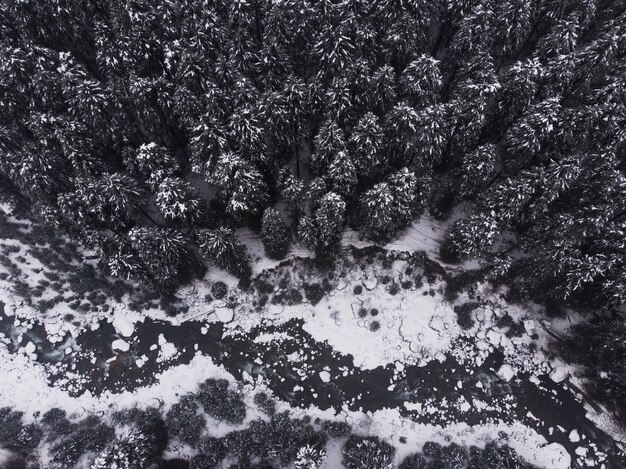 Zdjęcia lotnicze z pięknych sosnowych ośnieżonych drzew w lesie