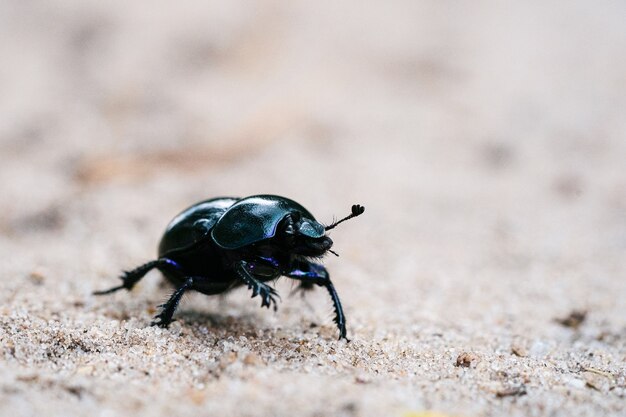 Zdjęcia makro chrząszcza obronnego chodzącego po piaszczystej łące