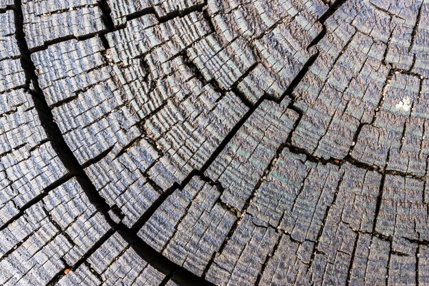 Zdjęcia makro ciętego drewna z wzorami i liniami
