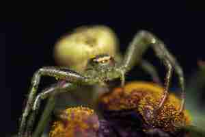 Bezpłatne zdjęcie zdjęcia makro małego pająka