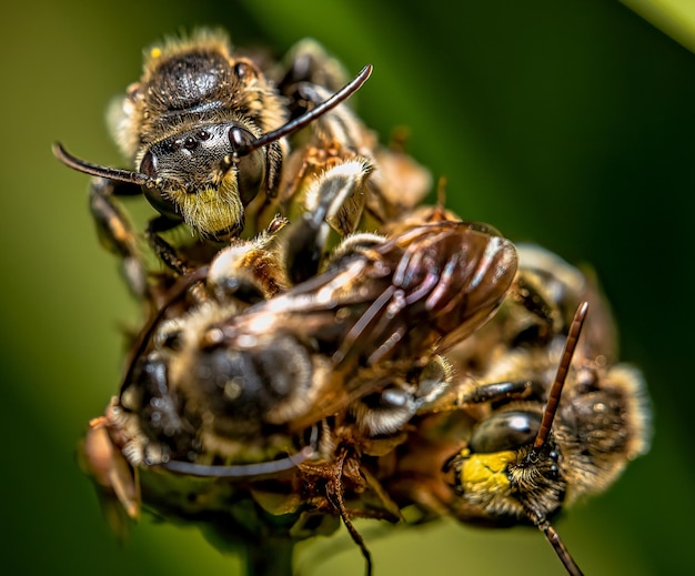 Zdjęcia makro pszczół zebranych na kwiatku na zewnątrz w ciągu dnia