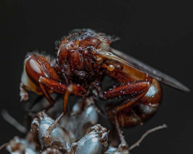 Bezpłatne zdjęcie zdjęcia makro szczegółów owadów myrmicaria brunnea