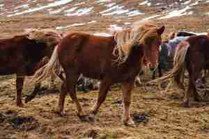 Bezpłatne zdjęcie zdjęcie islandzkich koni biegnących przez pole pokryte trawą i śniegiem w islandii